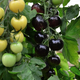 Illustration for article titled Why Does the World Need Black and White Tomatoes?